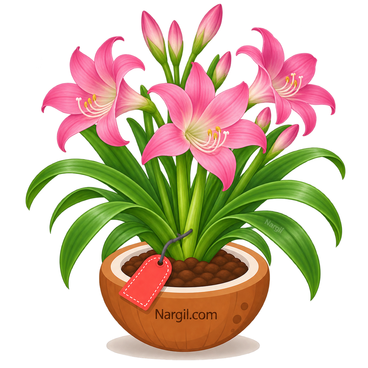 Nargil_Amaryllis Belladonna